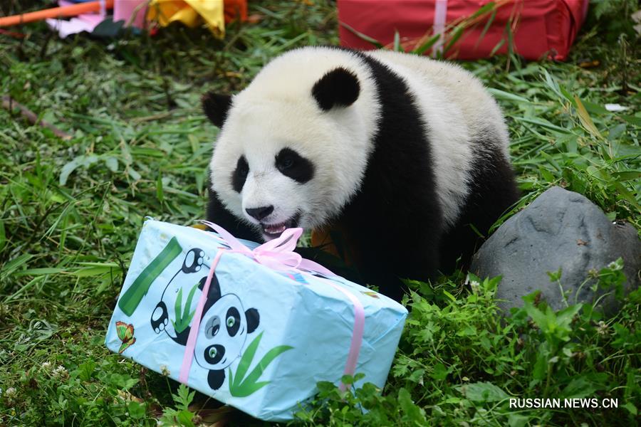 （社会）（10）四川卧龙：2018年出生的大熊猫幼仔集体过生日