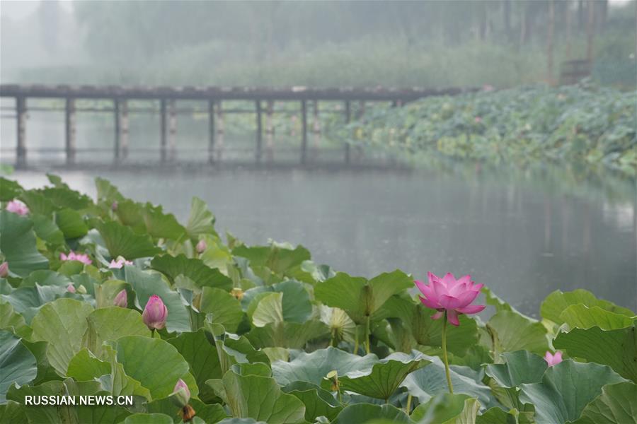 Живописность бурноцветущих лотосов на озере Байяндянь