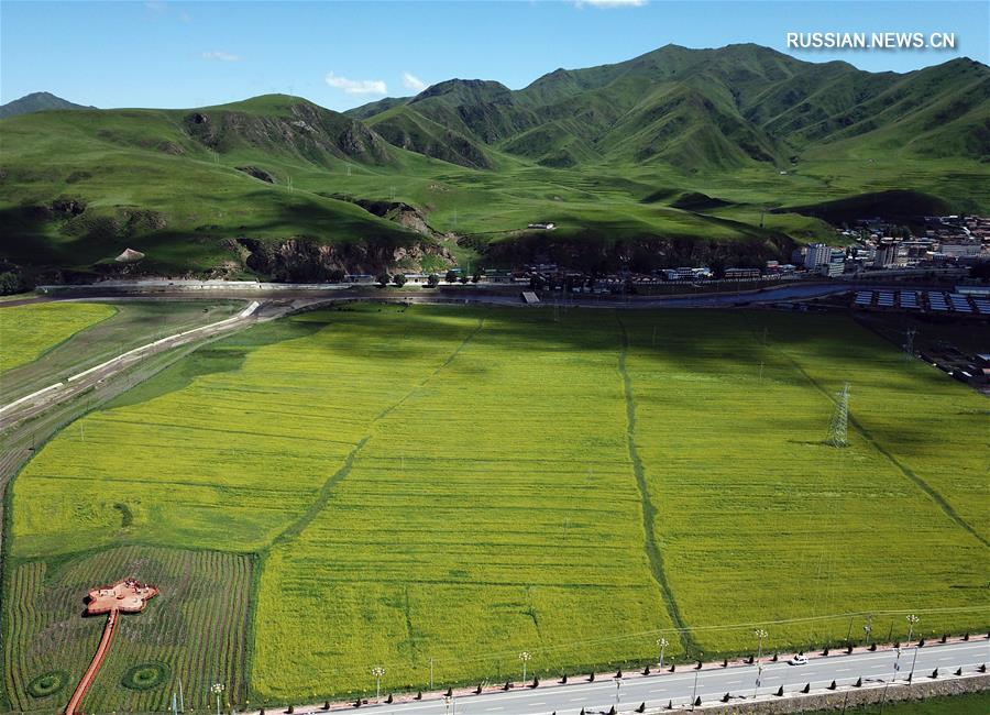 Цветущие поля рапса в провинции Ганьсу