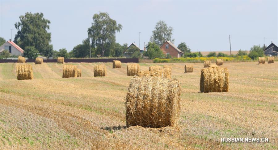 Уборка урожая зерна в Беларуси