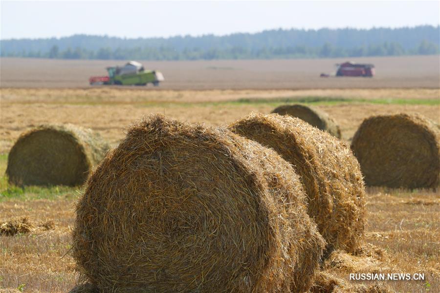 Уборка урожая зерна в Беларуси