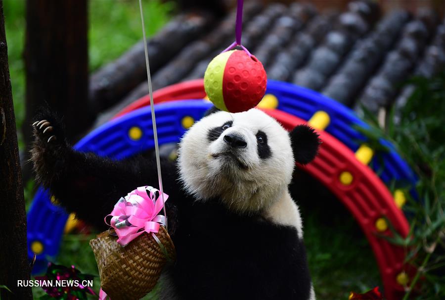 Большая панда-самка "Чусинь" отметила свой третий день рождения 