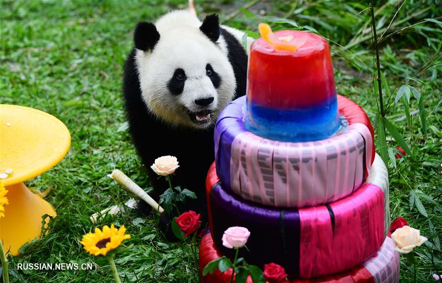 Большая панда-самка "Чусинь" отметила свой третий день рождения 