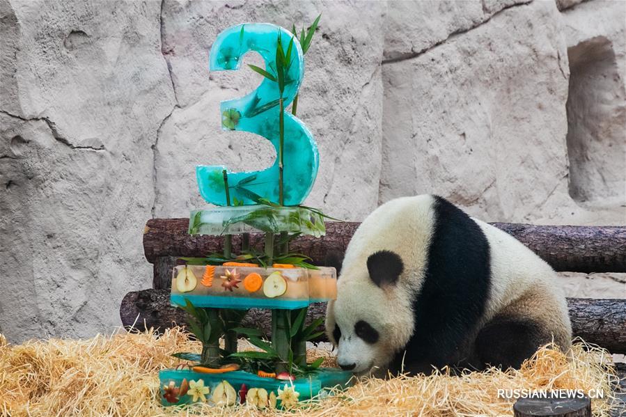 В Московском зоопарке поздравили с днем рождения панд "Жуи" и "Диндин"