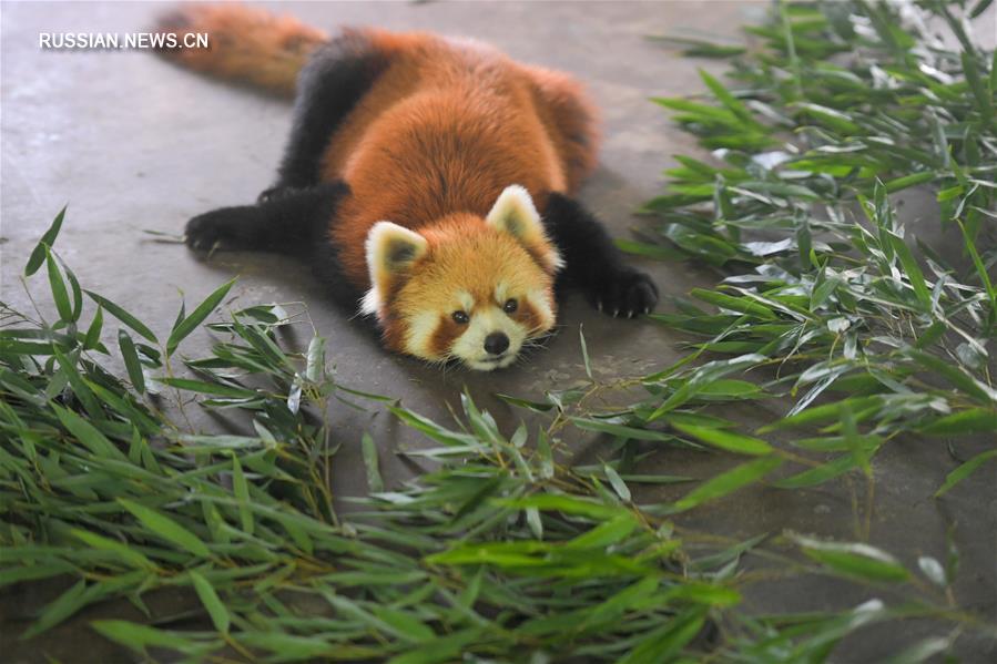 Животные в зоопарке Чанша спасаются от жары