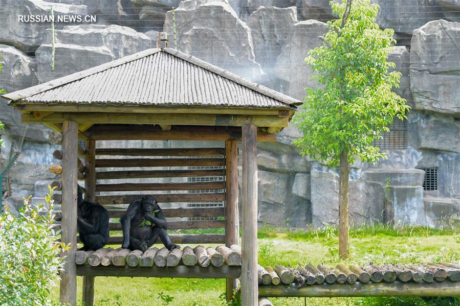 Животные в зоопарке Чанша спасаются от жары
