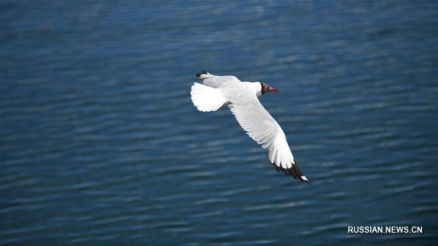 Озеро Баньгунху в Тибете -- рай для водоплавающих птиц