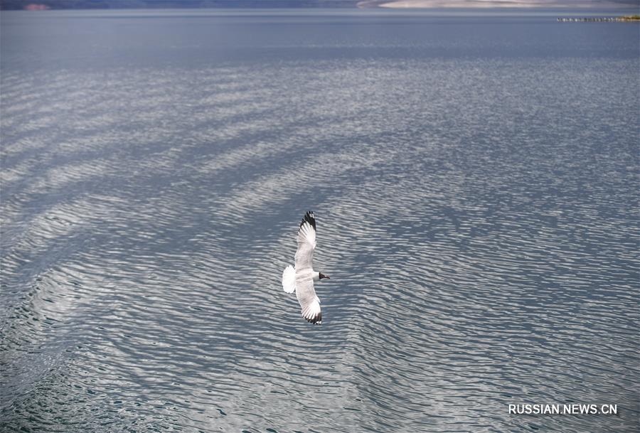 Озеро Баньгунху в Тибете -- рай для водоплавающих птиц