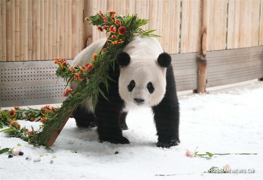 День рождения панды "Сыцзя" отметили в провинции Хэйлунцзян