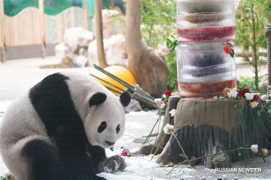 День рождения панды "Сыцзя" отметили в провинции Хэйлунцзян