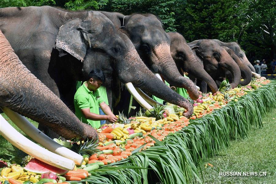 Праздник слонов в Сишуанбаньна