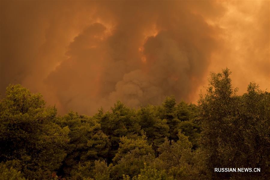 В Греции бушует сильный лесной пожар 
