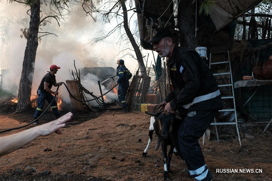 На греческом острове Эвбея продолжает бушевать сильный лесной пожар