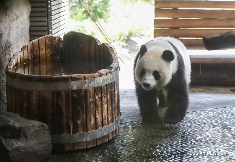 Большие панды в Берлинском зоопарке