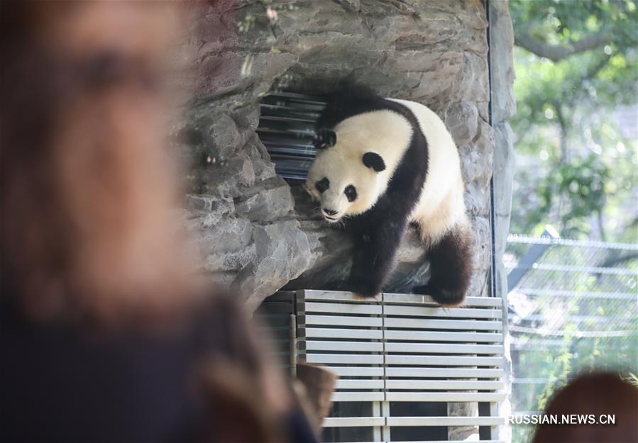 Большие панды в Берлинском зоопарке