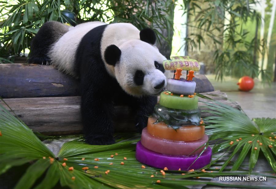 Панды-братья "отметили" свой день рождения в провинции Хайнань