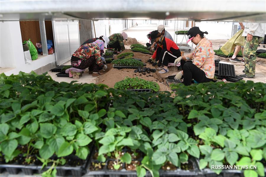 В пустыне Гоби провинции Ганьсу развивается органическое сельское хозяйство