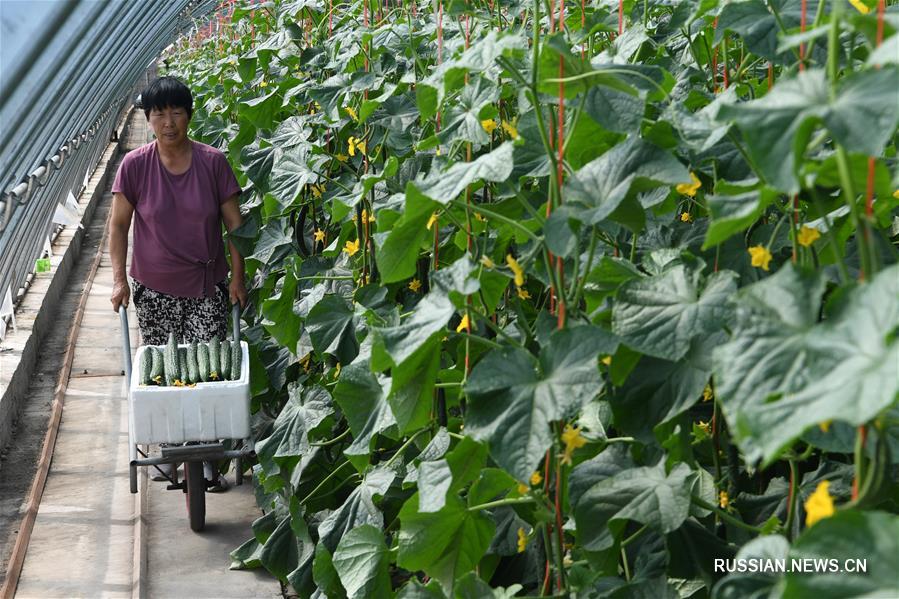 В пустыне Гоби провинции Ганьсу развивается органическое сельское хозяйство