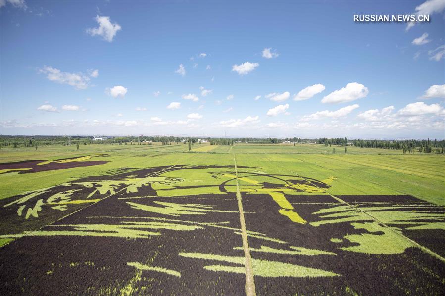 Картины на рисовых полях в Синьцзяне 