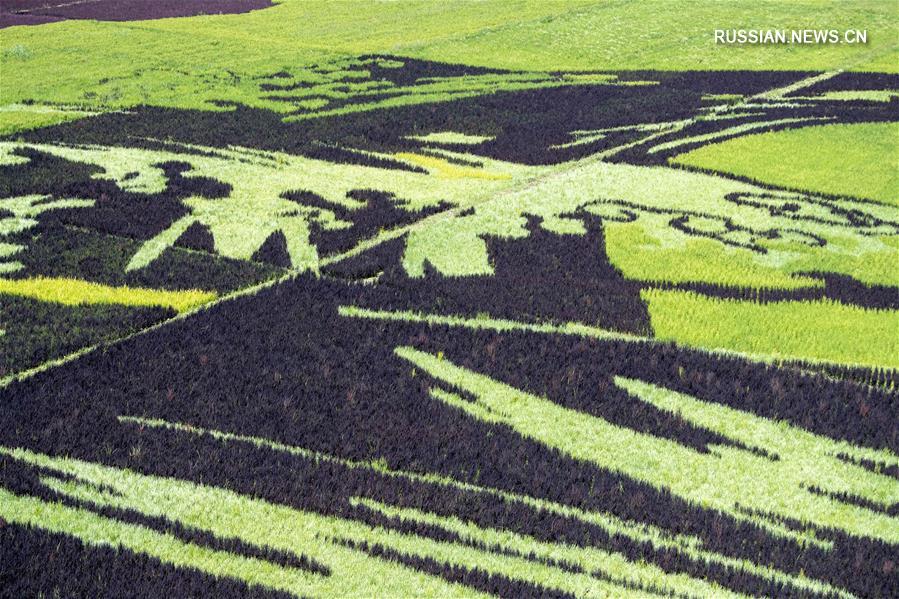 Картины на рисовых полях в Синьцзяне 