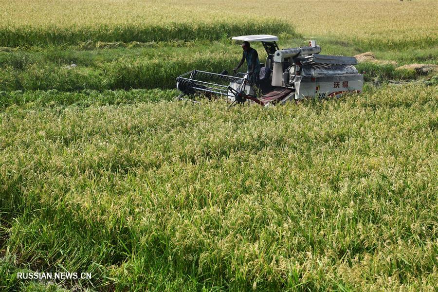 В провинции Гуйчжоу начался осенний сбор урожая гибридного риса