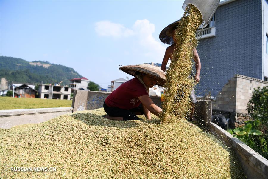 В провинции Гуйчжоу начался осенний сбор урожая гибридного риса