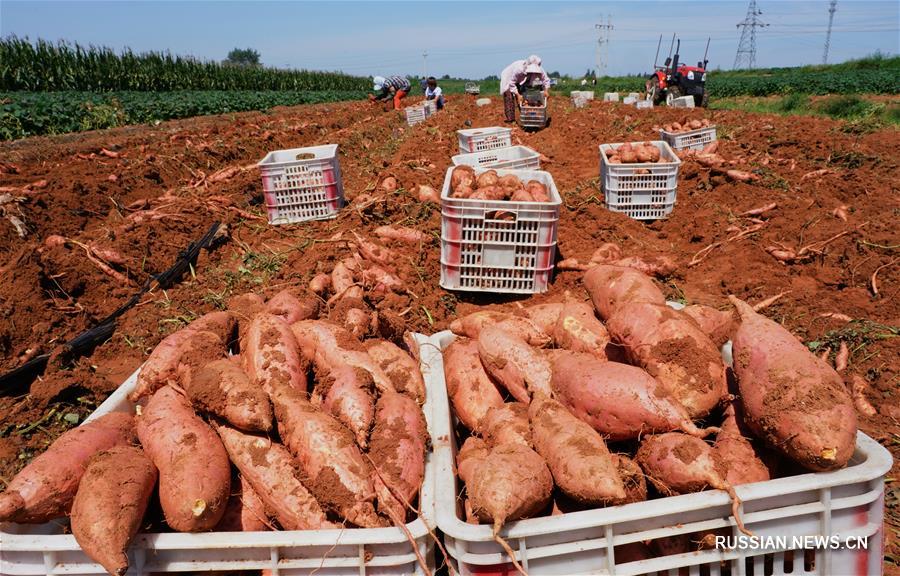 Выращивание батата способствует росту доходов жителей уезда на севере Китая