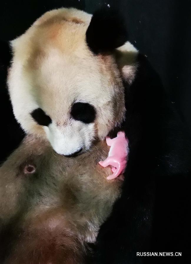 Панда "Цаоцао" родила двойню