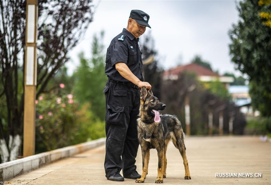 Первая в Китае клонированная служебная собака встала в строй