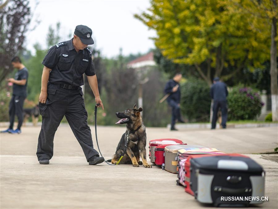 Первая в Китае клонированная служебная собака встала в строй