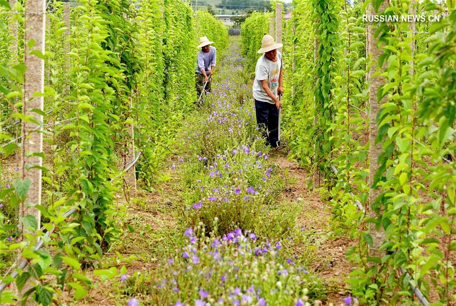 Выращивание лекарственных растений традиционной китайской медицины в уезде Цинлун провинции Хэбэй