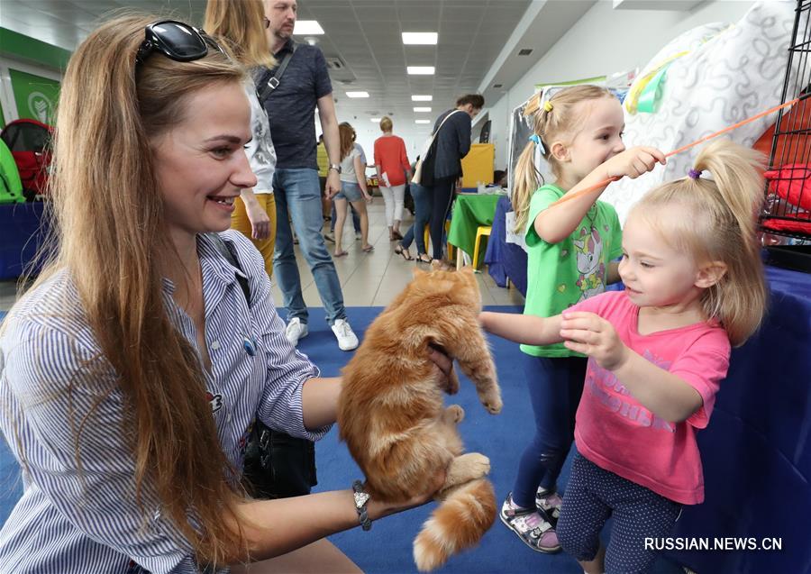 Международная выставка кошек "Золотой Гран-При Мистер Кот-2019" в Минске