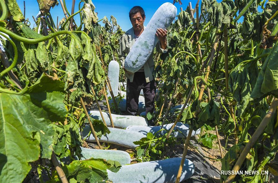 В провинции Хэбэй собирают обильный урожай восковой тыквы 