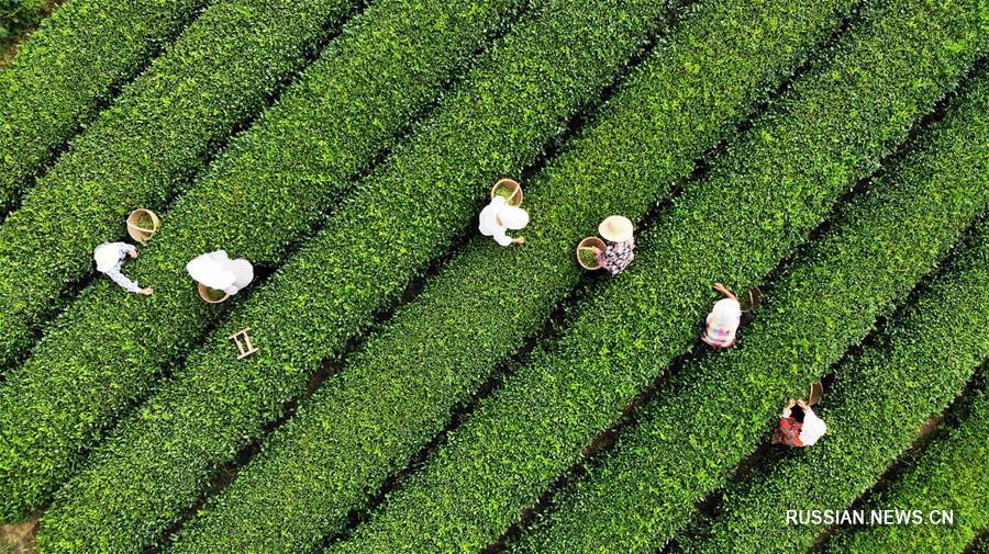 В провинции Шаньдун начался сбор урожая чая 