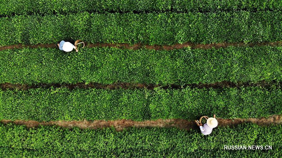 В провинции Шаньдун начался сбор урожая чая 