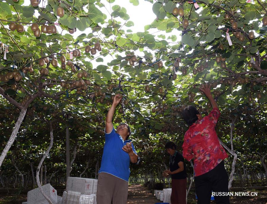 Киви -- источник благосостояния жителей Цзыбо 