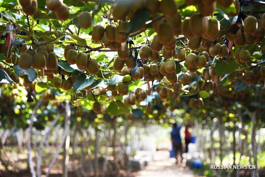 Киви -- источник благосостояния жителей Цзыбо 