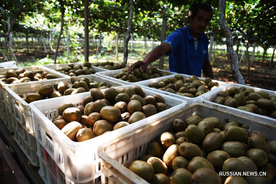 Киви -- источник благосостояния жителей Цзыбо 