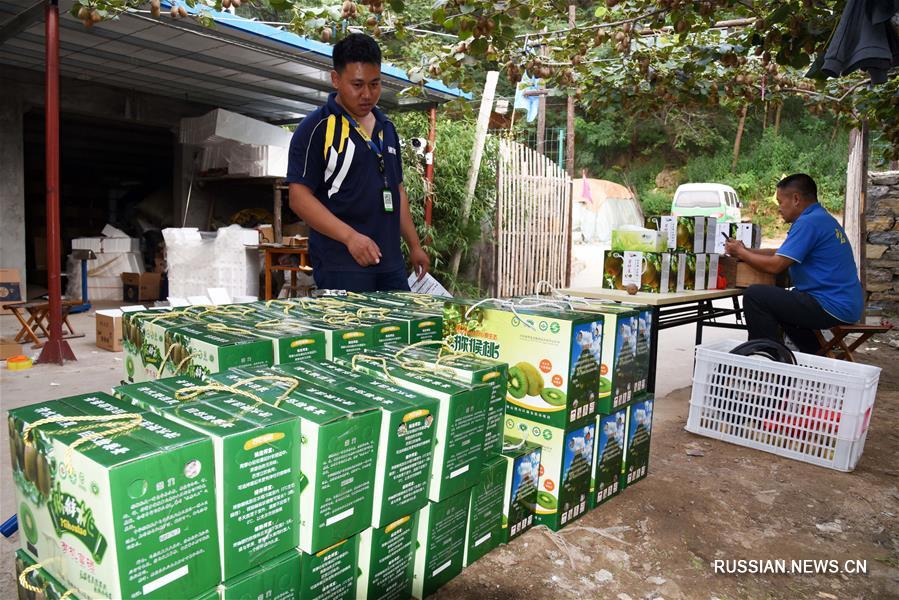 Киви -- источник благосостояния жителей Цзыбо 