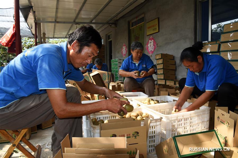 Киви -- источник благосостояния жителей Цзыбо 