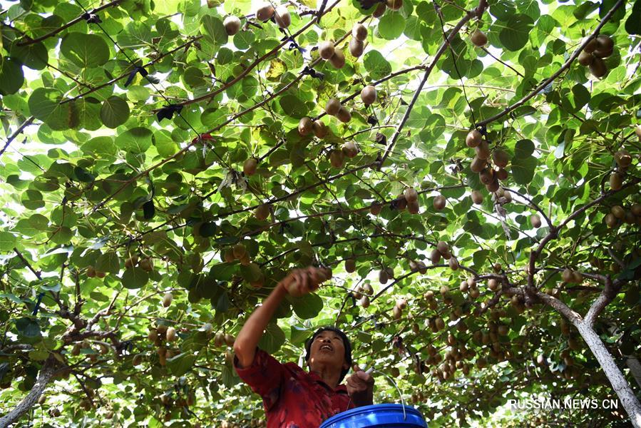 Киви -- источник благосостояния жителей Цзыбо 