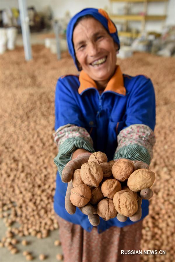 Сбор урожая грецких орехов в Синьцзяне