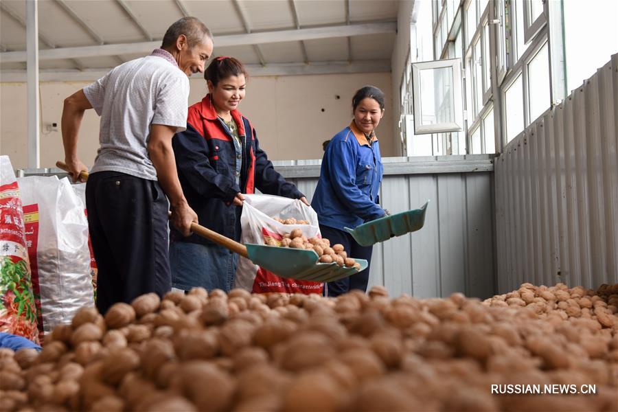 Сбор урожая грецких орехов в Синьцзяне