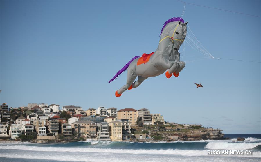 （国际）（5）风筝飞扬