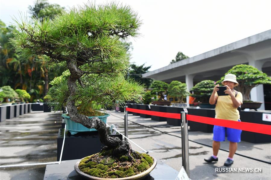 На Тайване открылась выставка бонсай
