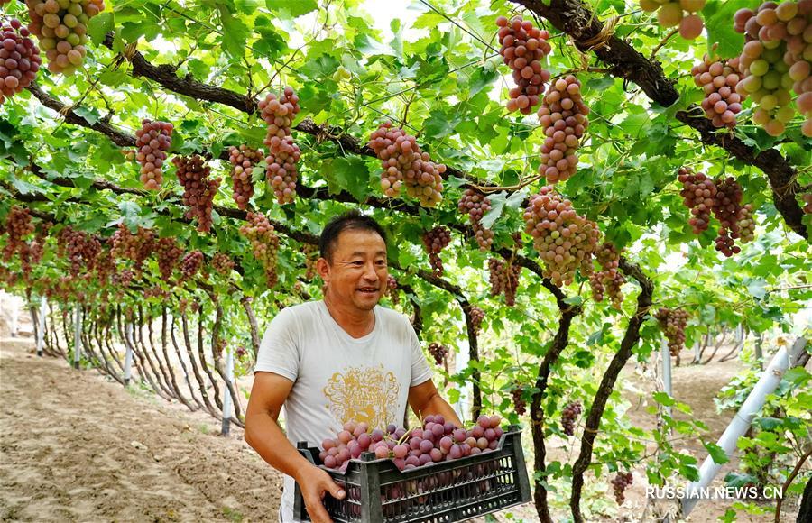 Выращивание винограда в уезде Хуайлай