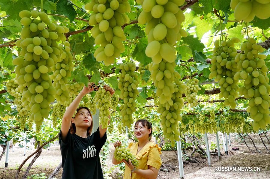 Выращивание винограда в уезде Хуайлай
