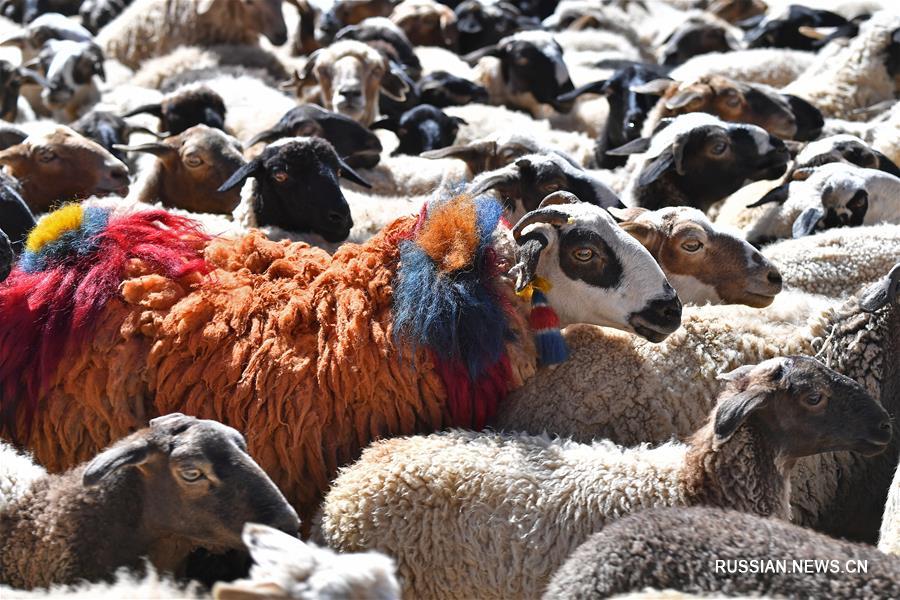 Традиционный подсчет поголовья овец прошел в Тибете 