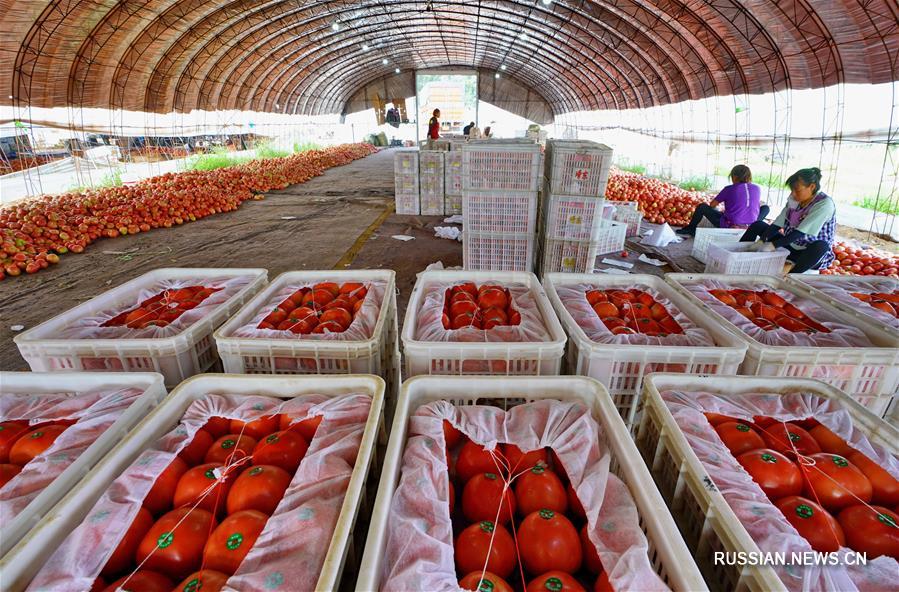 Выращивание помидоров приносит дополнительный доход жителям Луаньчжоу