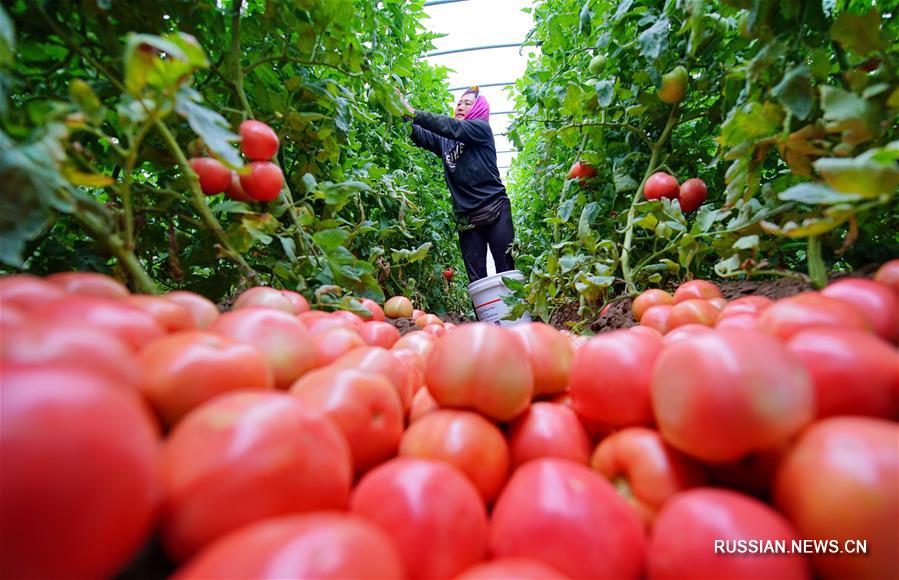 Выращивание помидоров приносит дополнительный доход жителям Луаньчжоу